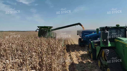 Corn Harvest 239022