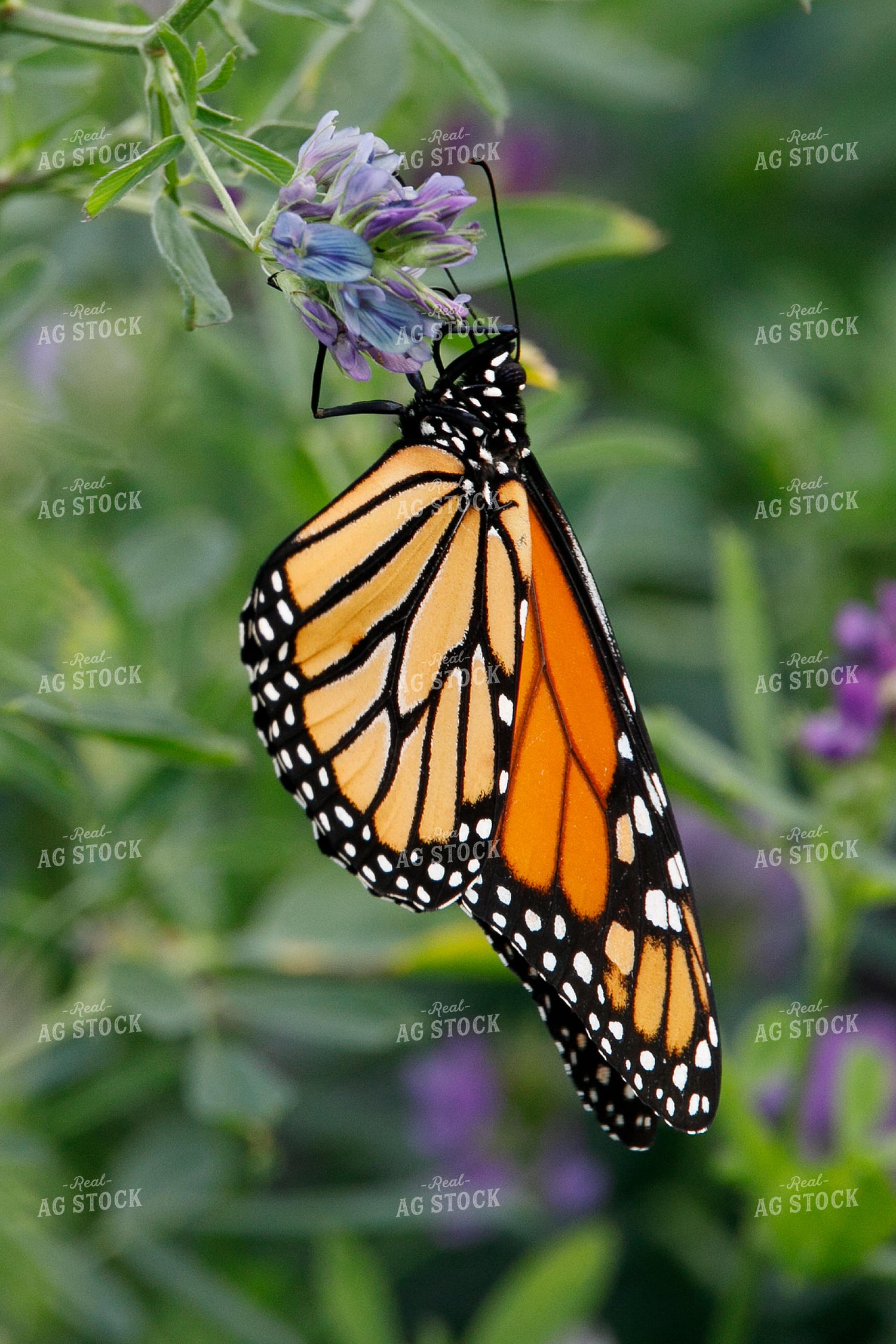 Monarch 145076