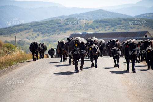 Cattle Drive 117420