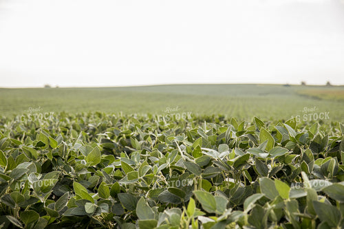 Soybean Field 67371