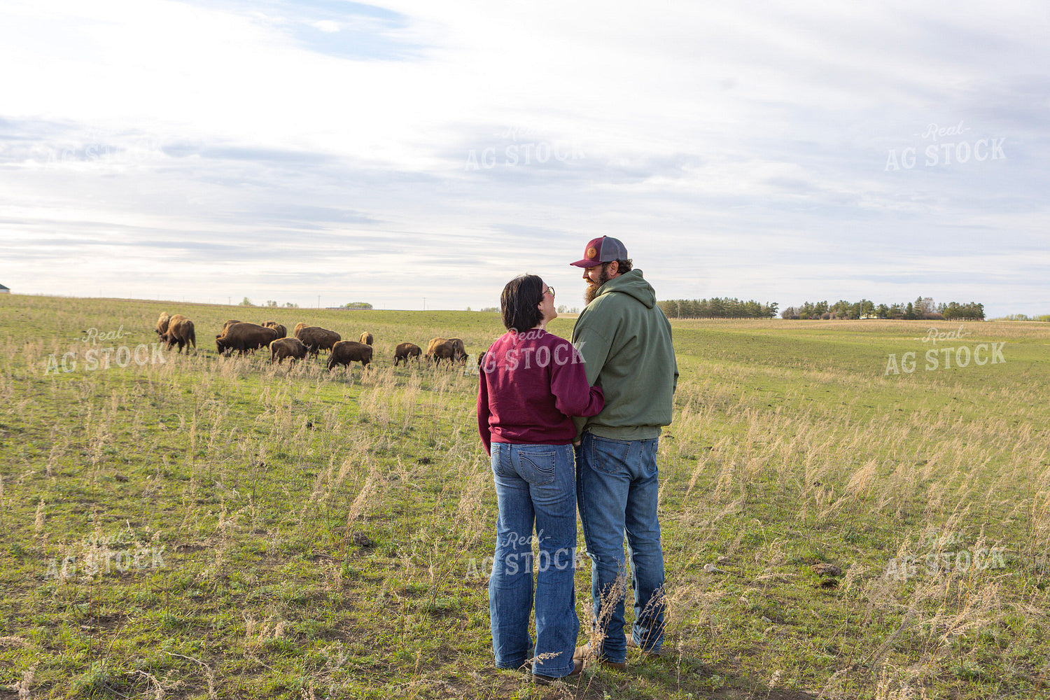 Ranchers Checking Bison 187142