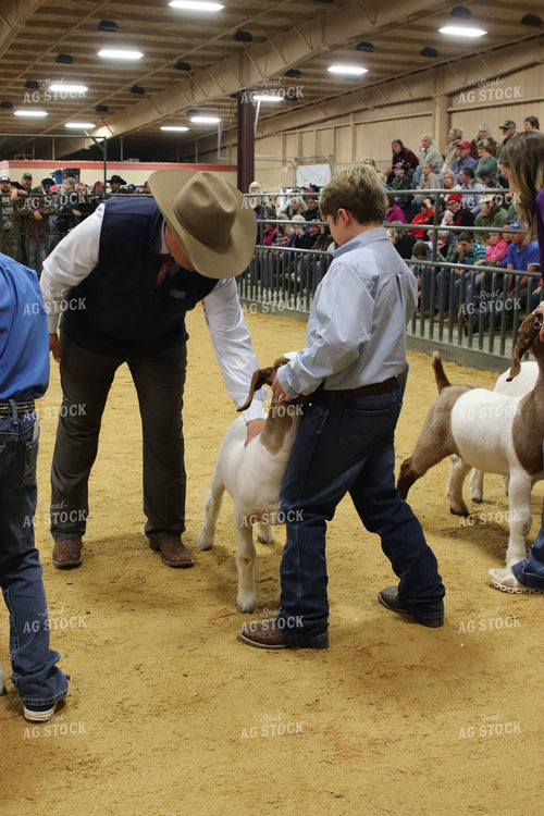 Showing Goats 102058