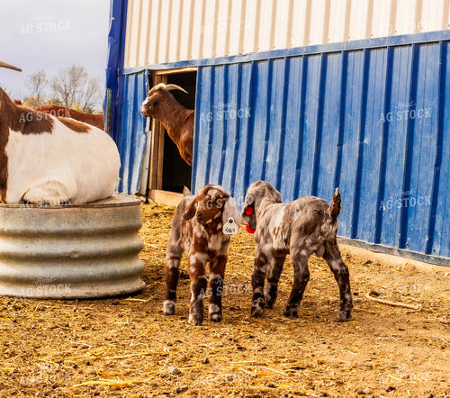 Goats 299079