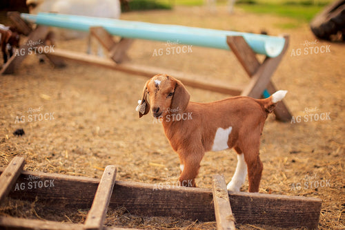 Goat in Farmyard 93147