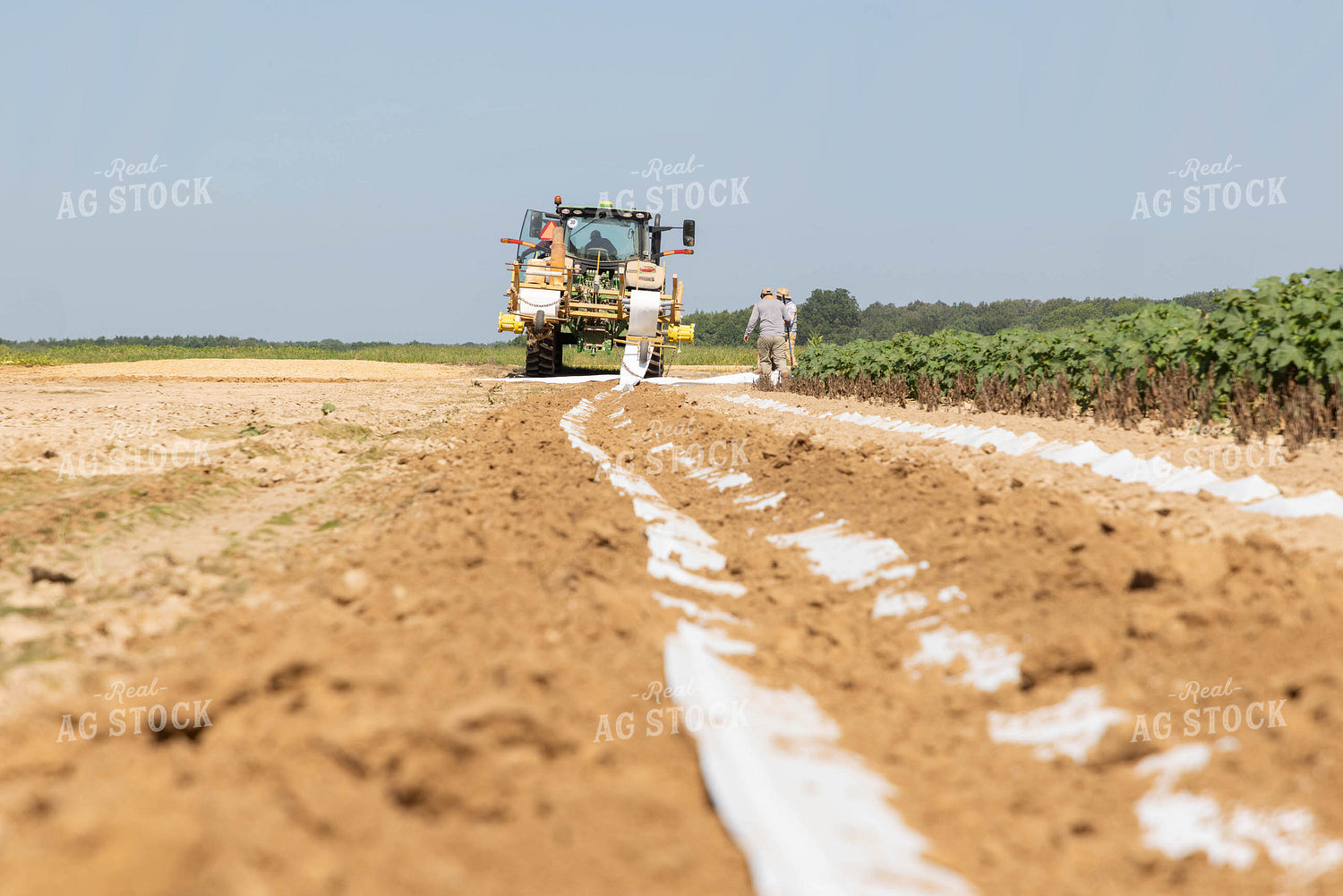 Laying Irrigation 79673