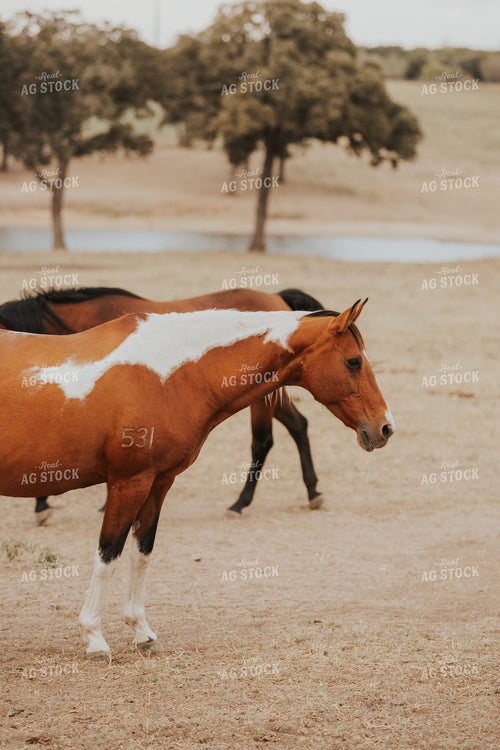 Horses 254003