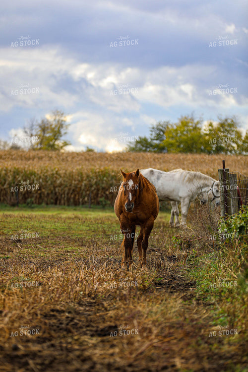 Horses 160002