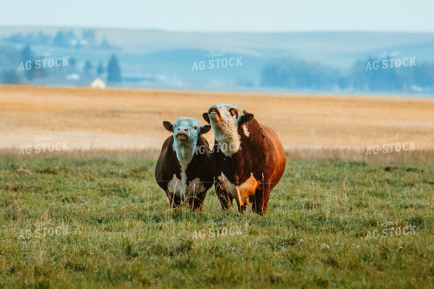 Hereford Cattle in Pasture 81066