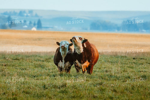 Hereford Cattle in Pasture 81066