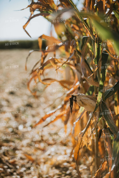 Dried Corn in Field 4735