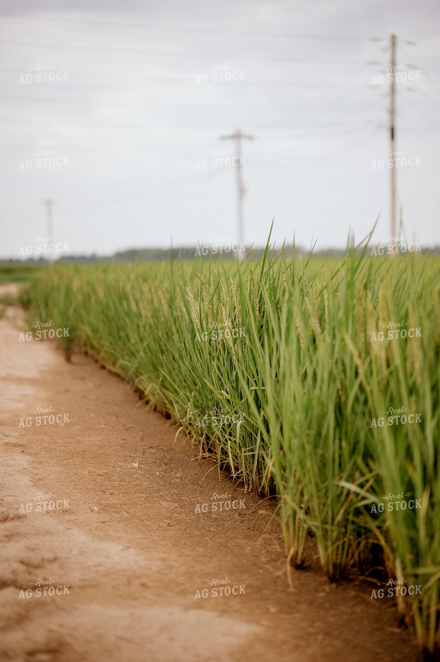 Flowering Rice Field 125172
