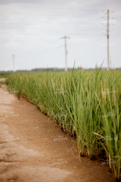 Flowering Rice Field 125172