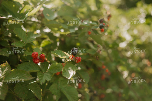 Blackberries 125363
