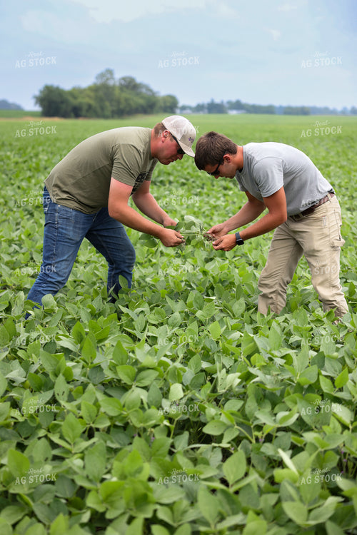 Scouting Soybeans 90131
