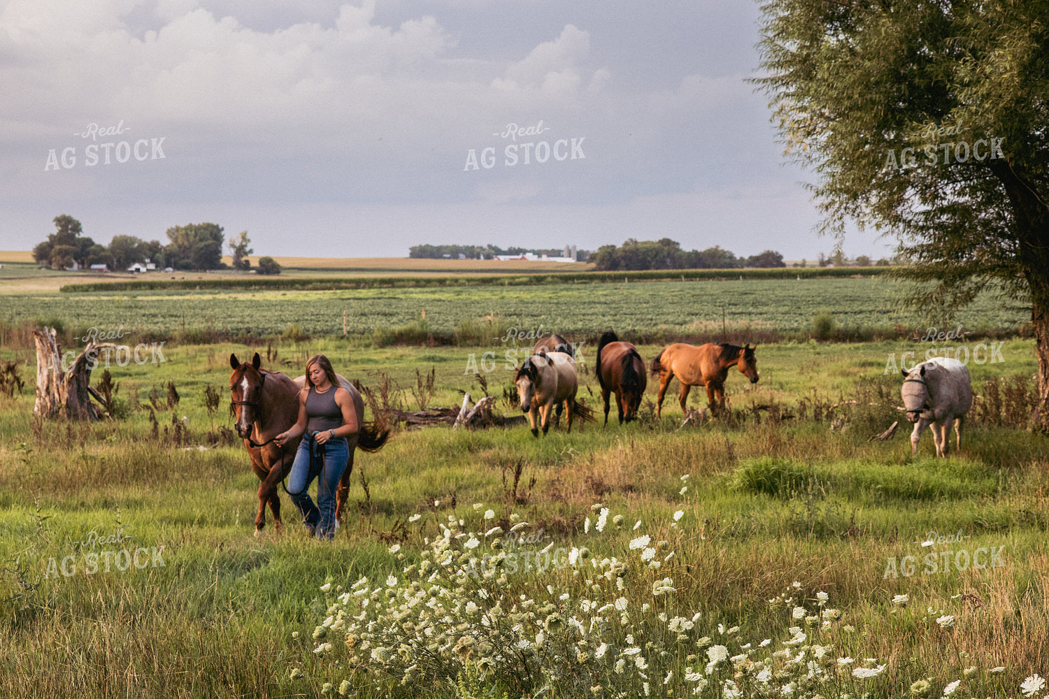Horses with Caretaker in Pasture 67483