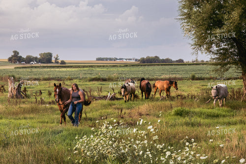 Horses with Caretaker in Pasture 67483