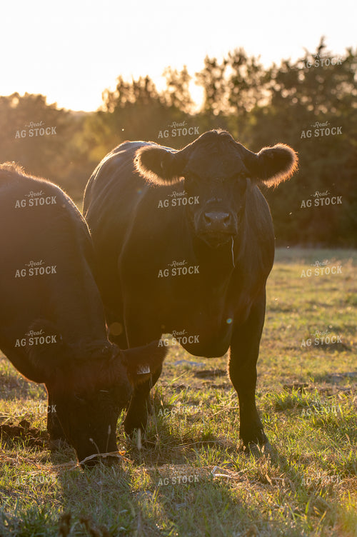 Angus Cattle 236007