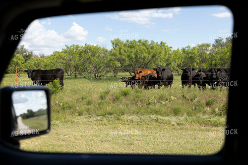 Cattle on Pasture 205090