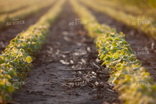 Soybeans - Mid-Season 1519
