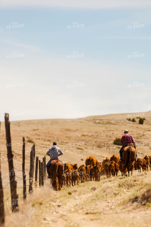 Ranchers Gathering Cattle on Horseback 97214