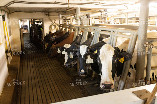 Holstein Dairy Cows in Milking Parlor with Ear Tags 405015