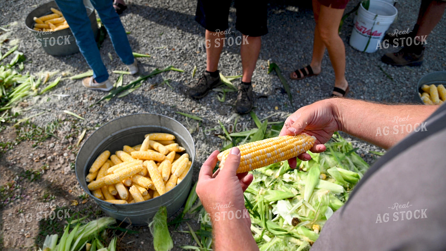 Family Shucking Sweet Corn 25270