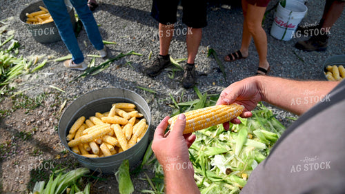 Family Shucking Sweet Corn 25270