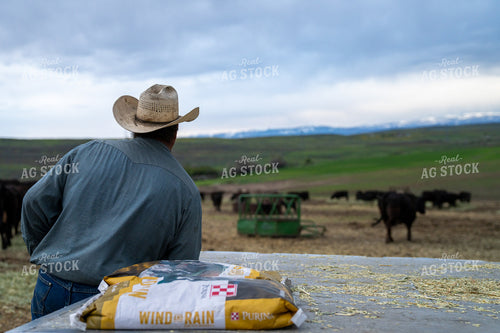 Rancher Observes Livestock in Open Meadow With Feed Bag in Foreground 65284