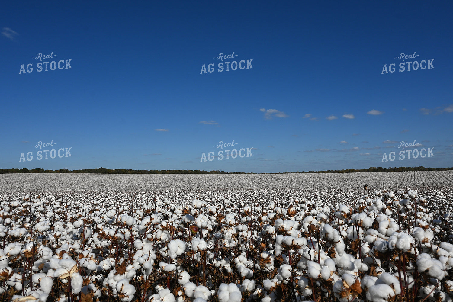 Cotton 149036