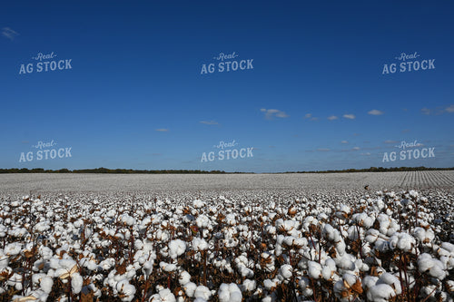 Cotton 149036