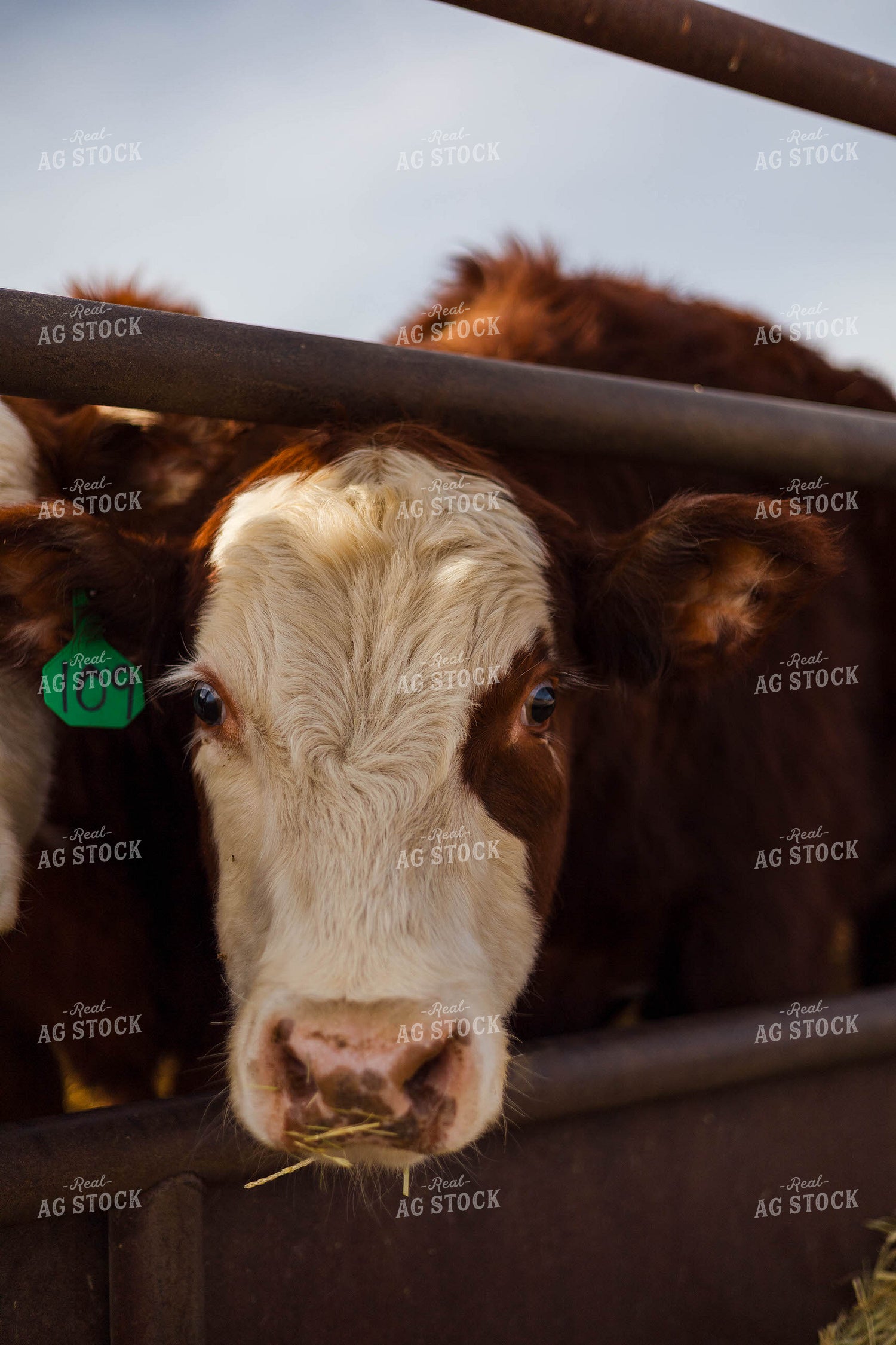 Cattle at Feed Bunk 97260