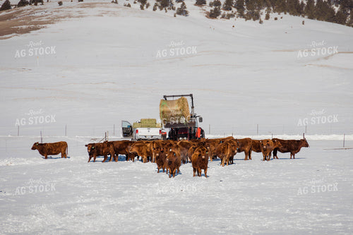 Angus Cattle in Snowy Pasture 97127