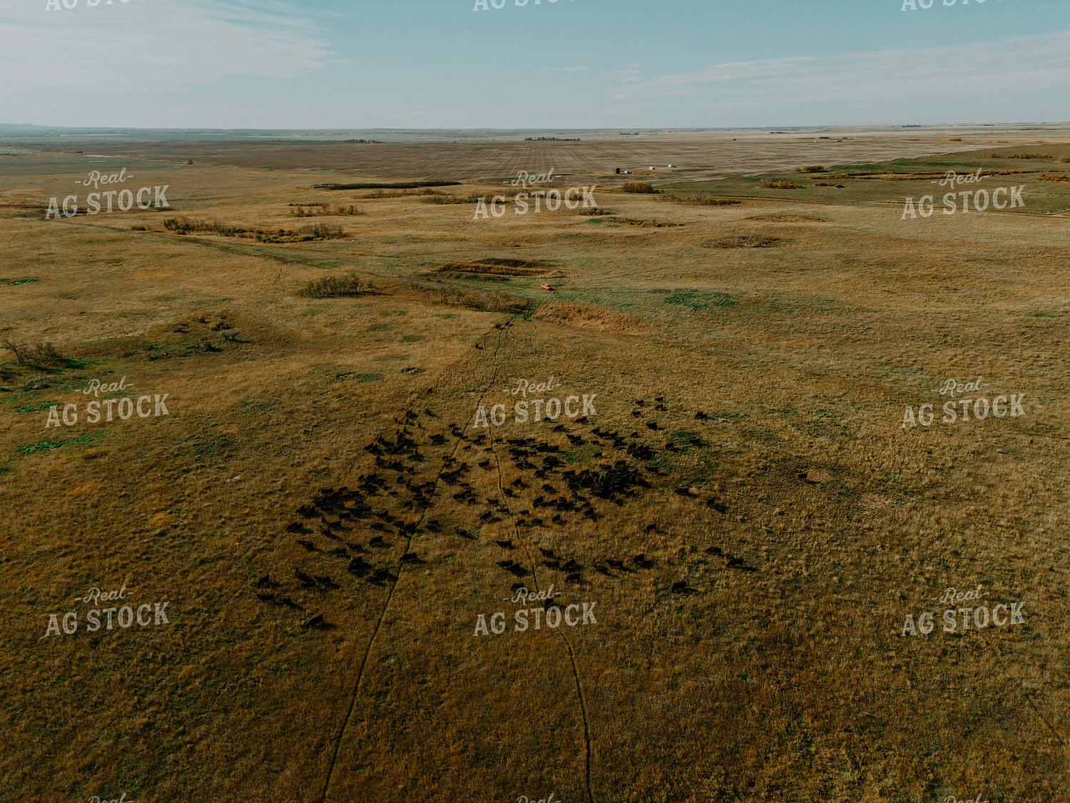 Aerial Angus Cattle on Pasture 187093