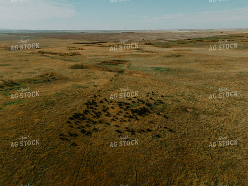 Aerial Angus Cattle on Pasture 187093