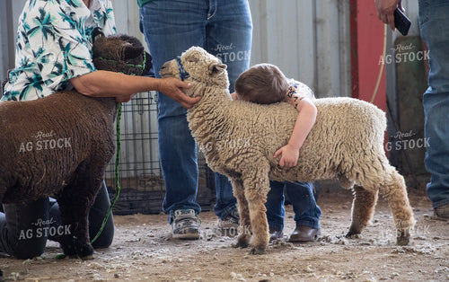 Sheep Show 117452