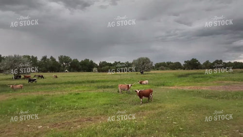 Longhorns in Pasture Drone 56524