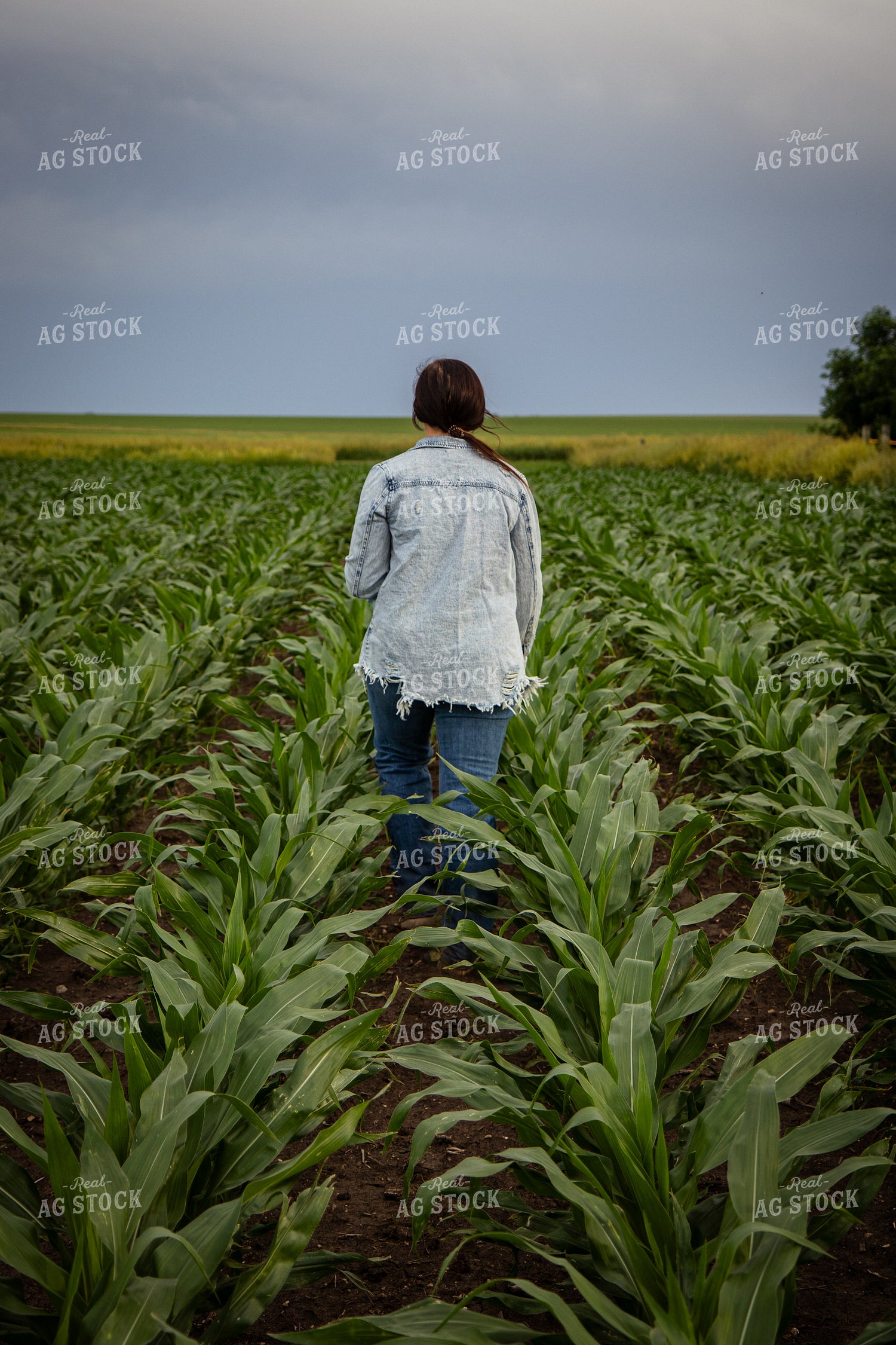 Female Farmer Checking Corn 67783