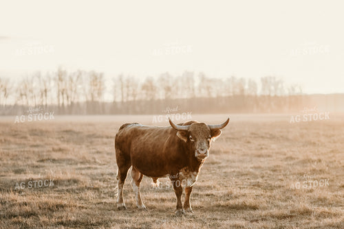 Longhorn Cow with Woods Background 64182