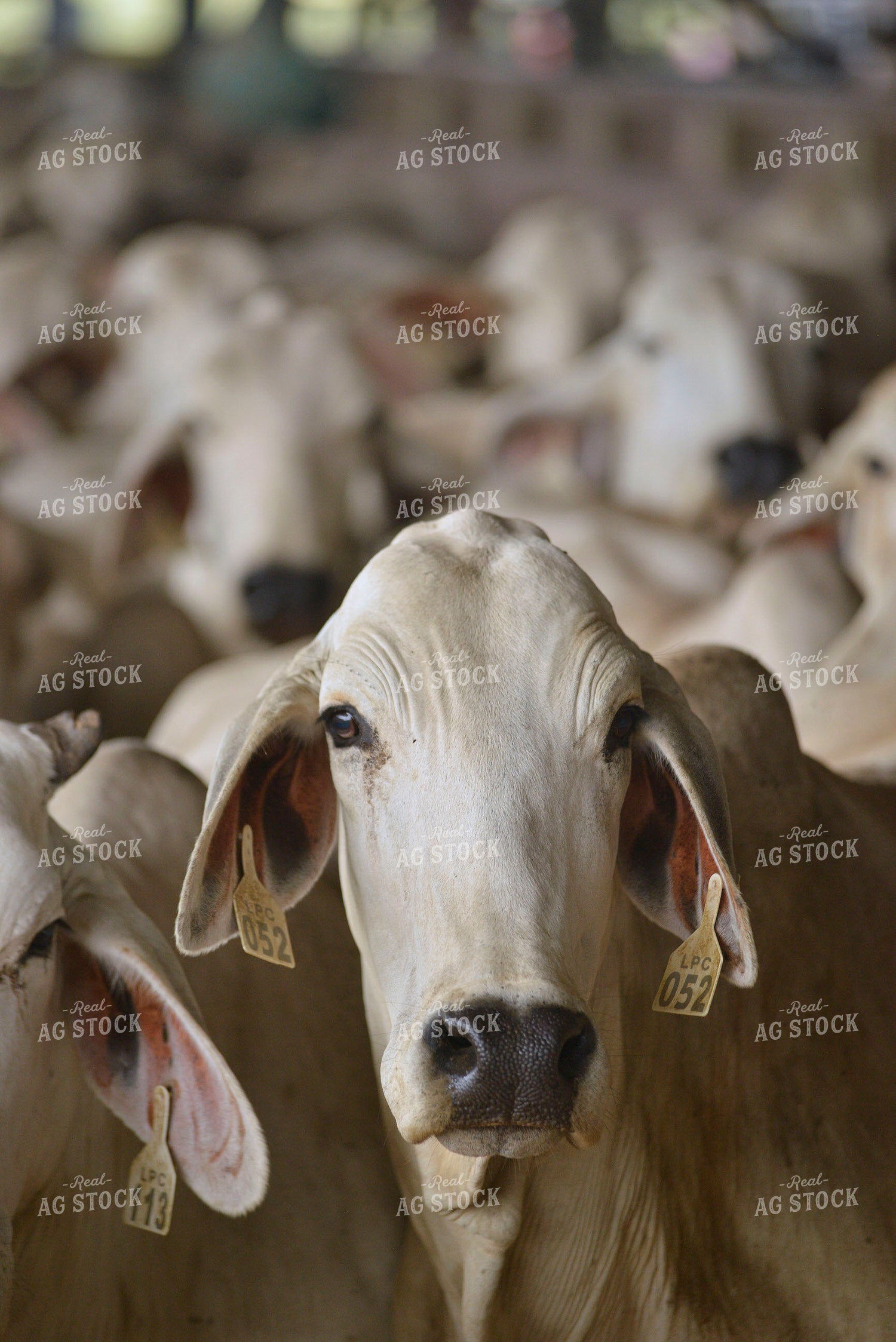 Brahman Cattle 110014