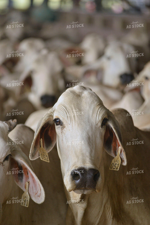 Brahman Cattle 110014