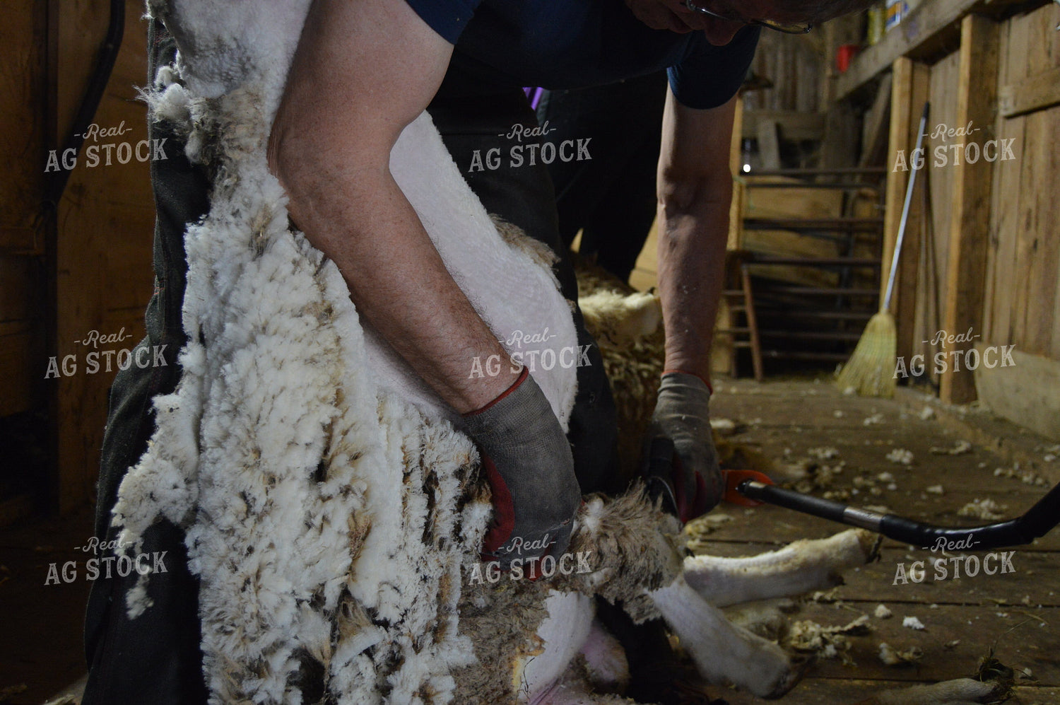 Farmer Shearing Sheep 164005
