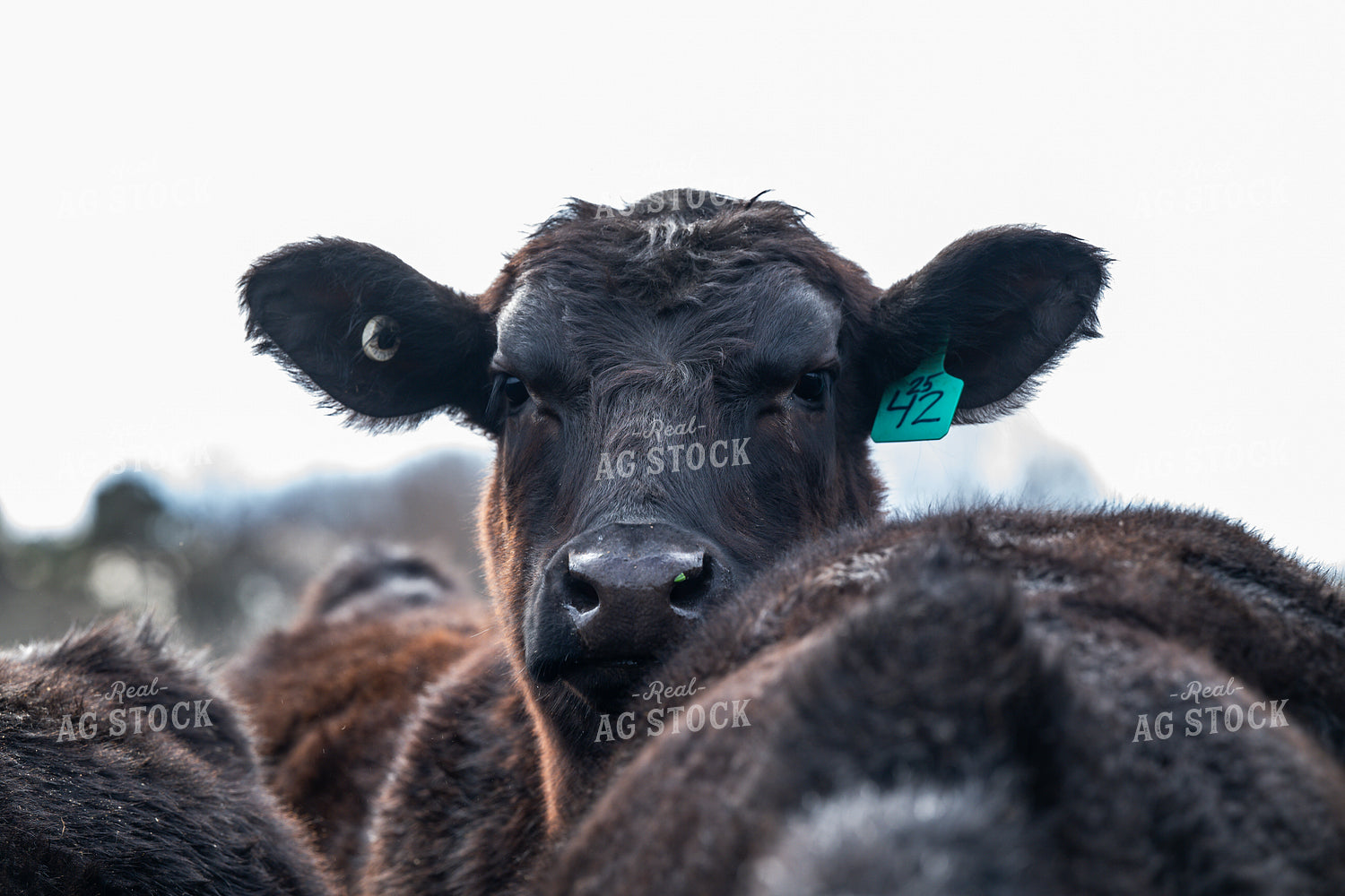 Cattle on Pasture 192051