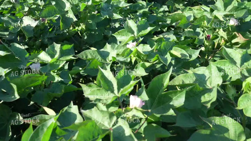 Cotton Field with Flowers in Bloom 80059