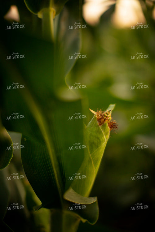 Corn - Mid-Season 2307