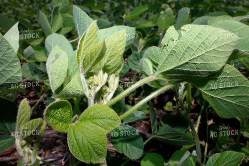 Midseason Soybeans 129097
