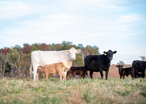 Crossbred Cow Calf Pairs 193055