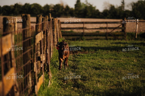 Calf 115518