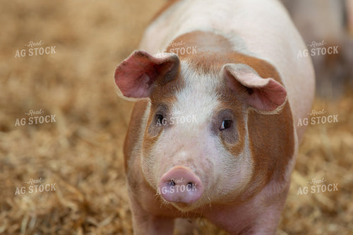 Indoor Pig 270532