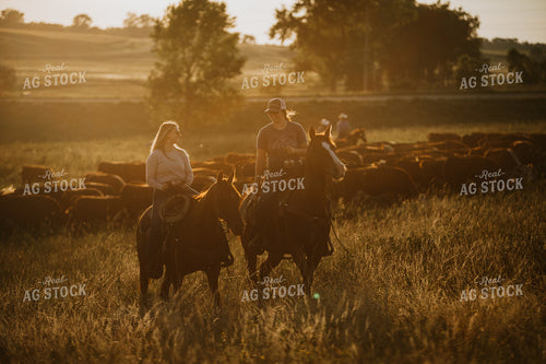 Ranchers and Cattle in Pasture 6415