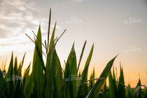 Corn Tassel 25994